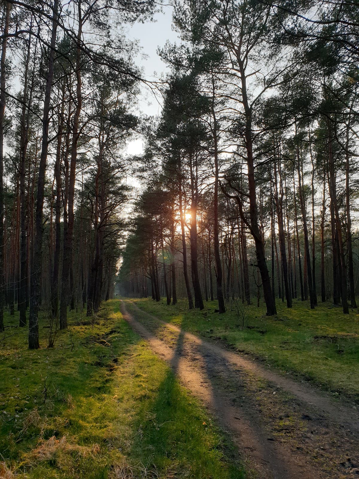 Gdansk Forest - Image 1