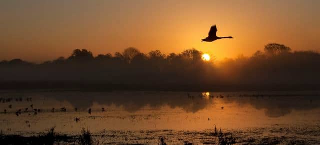 Somerset Levels Landscape