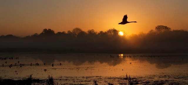 Catcott Lows Nature Reserve - Image 1