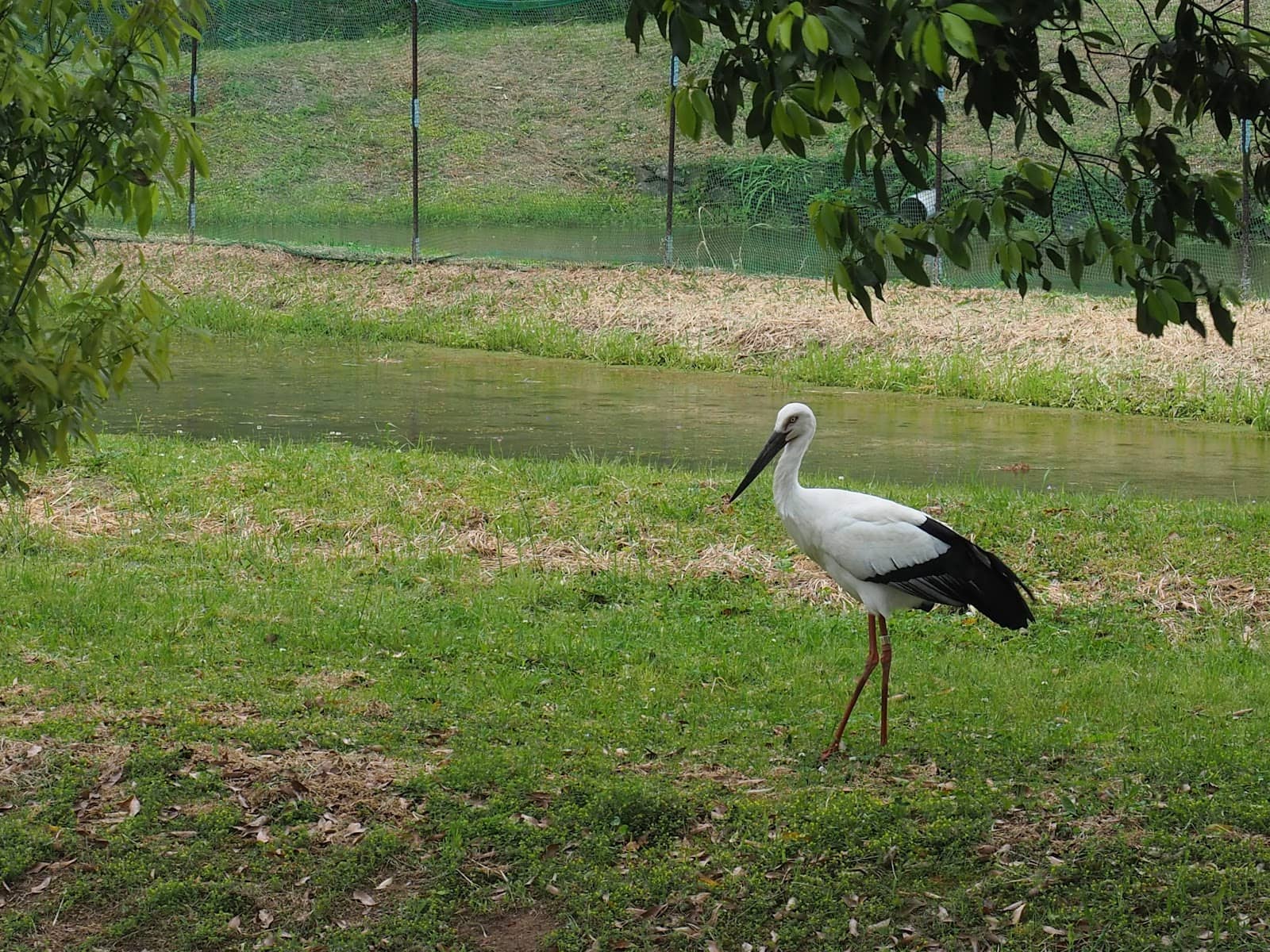 Conservation Efforts