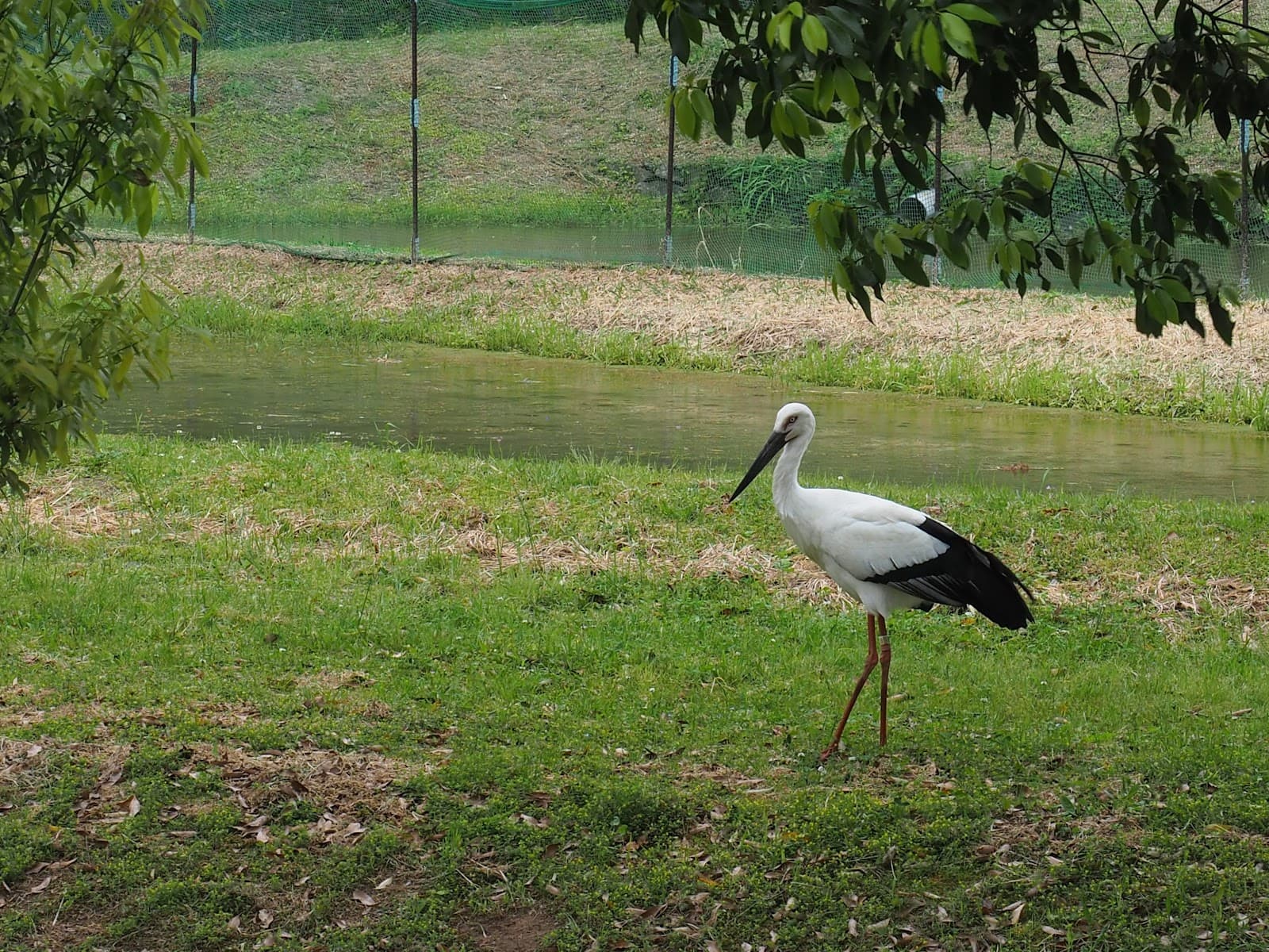 Stork Museum - Image 1