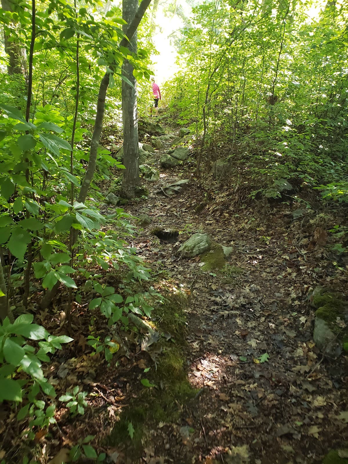 Mastuxet Brook Preserve - Image 1