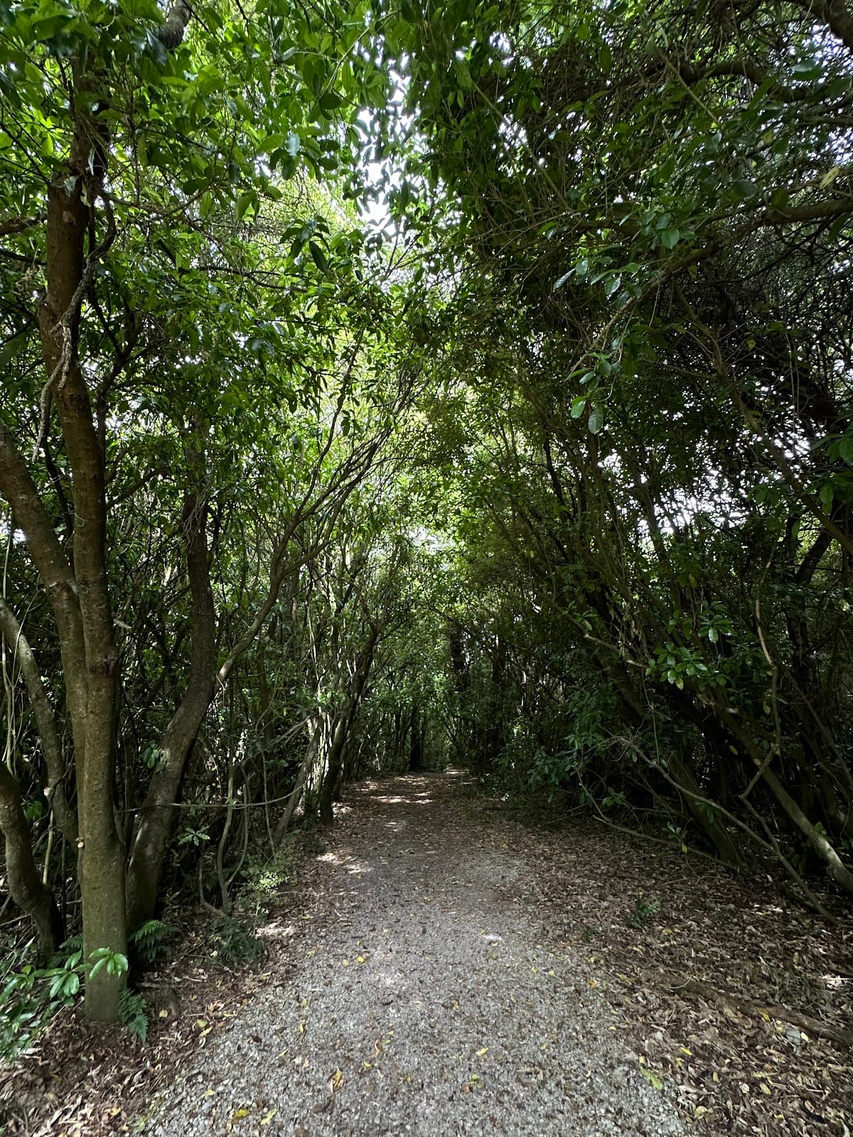 Waihi River Walkway (Geraldine) - Image 1