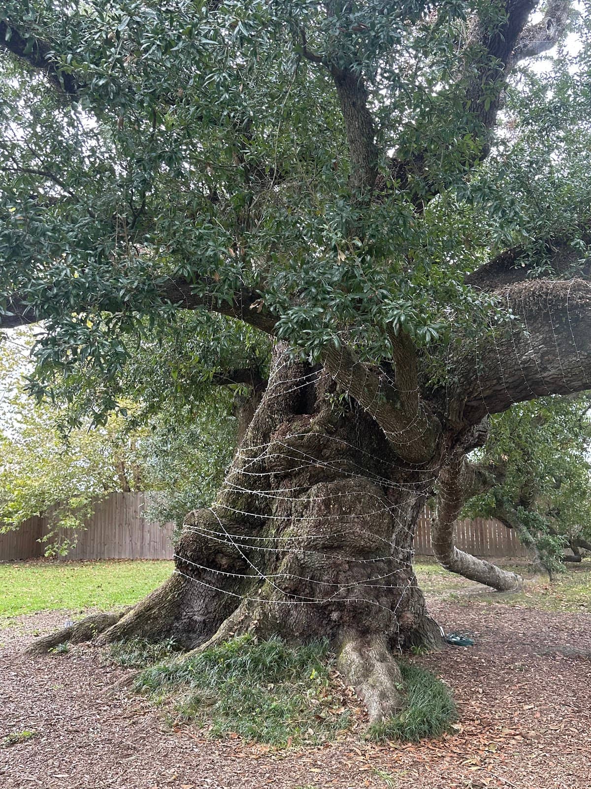 Art Under the Oak Events