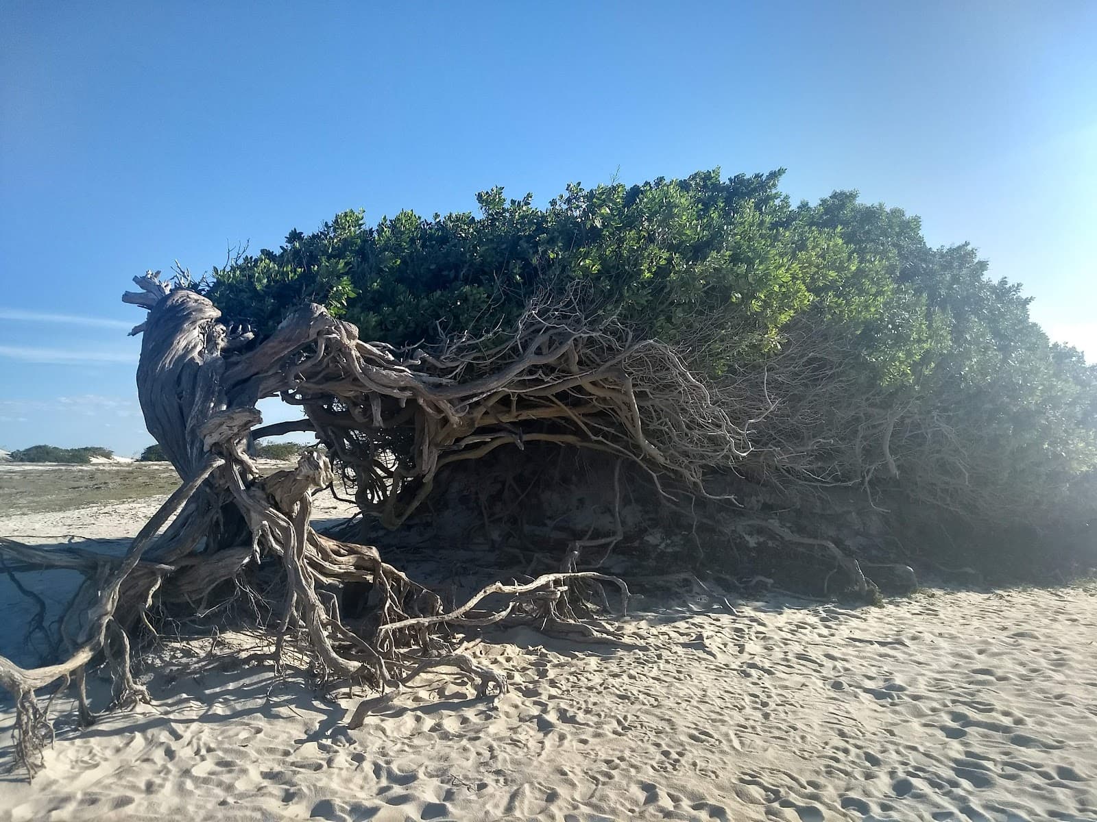Floating Trees Guriú - Image 1
