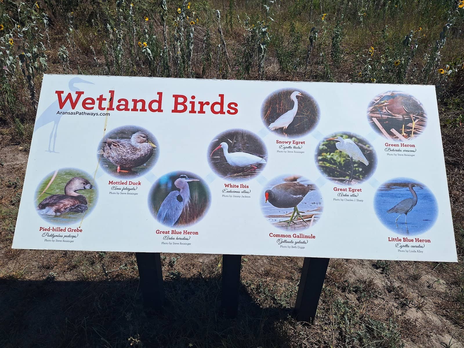 Bird & Butterfly Haven