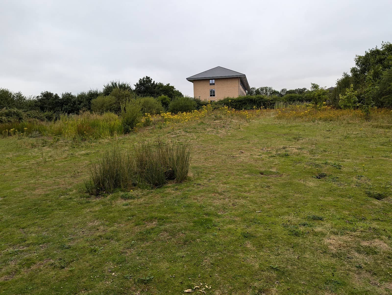Peaceful Meadow Walk