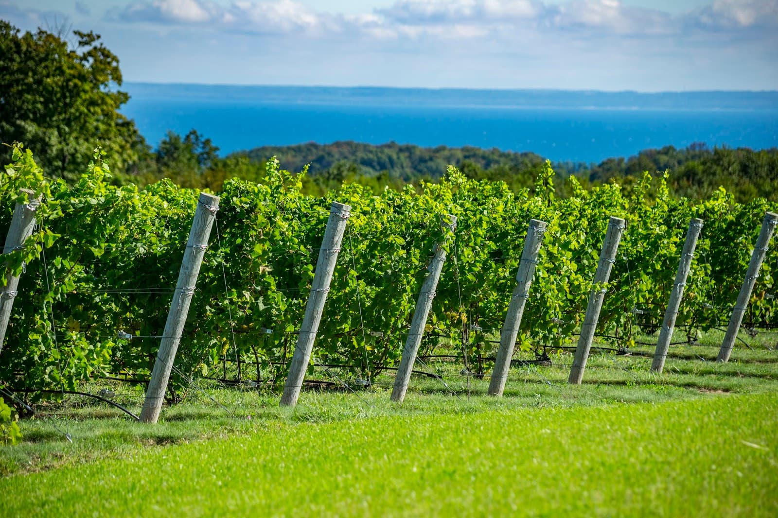 Leelanau Peninsula Wine Trail - Image 1
