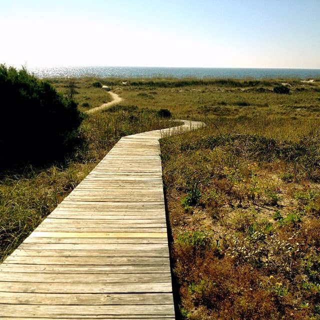 Maritime Forest & Salt Marsh Tours