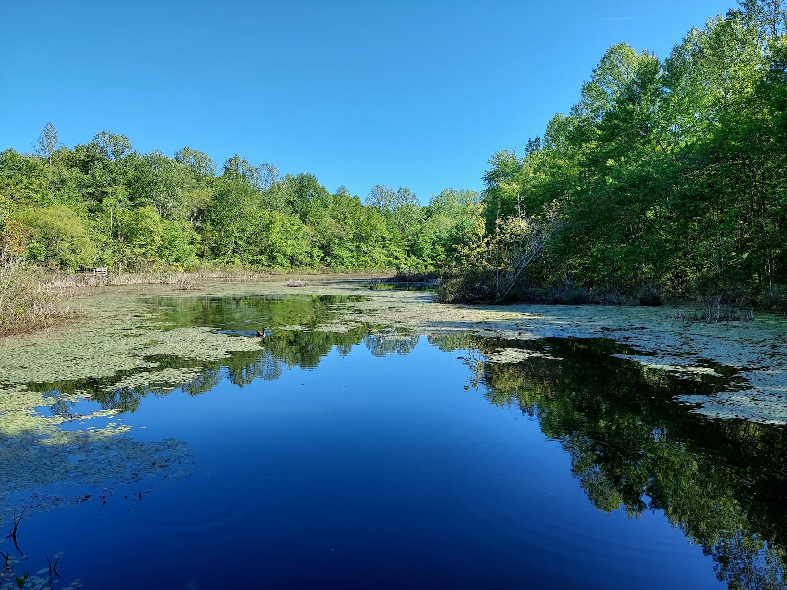 Sloan's Crossing Pond Boardwalk - Image 1