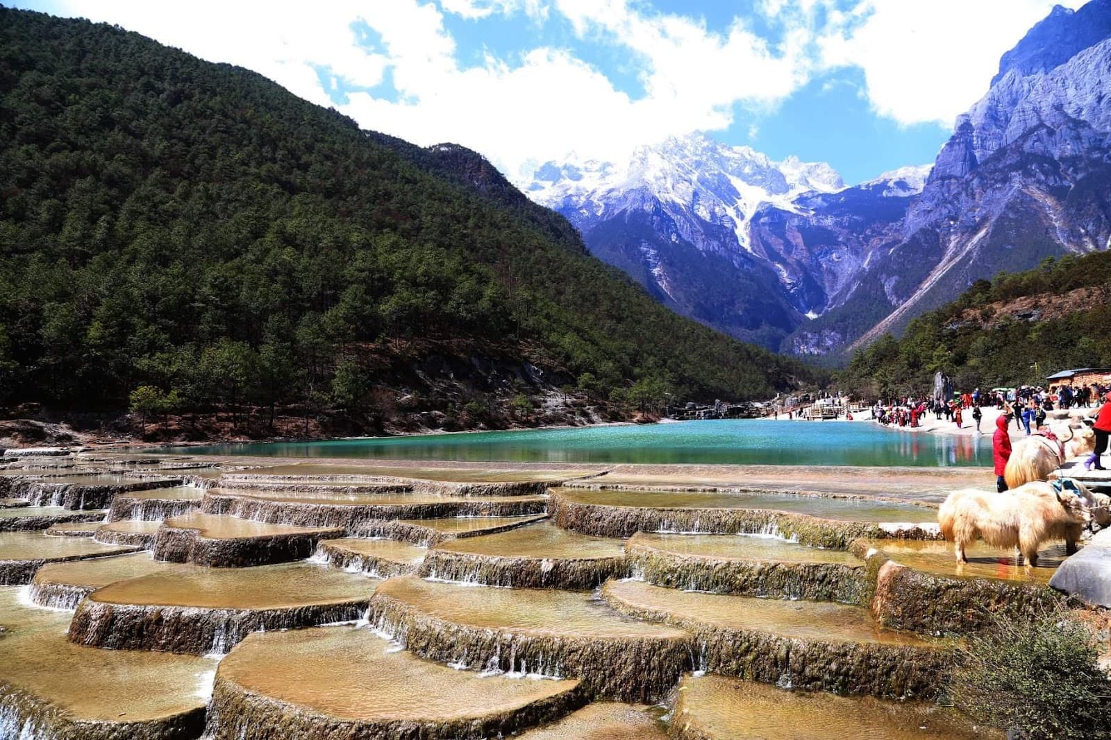 Yak Meadow Maoniuping - Image 1