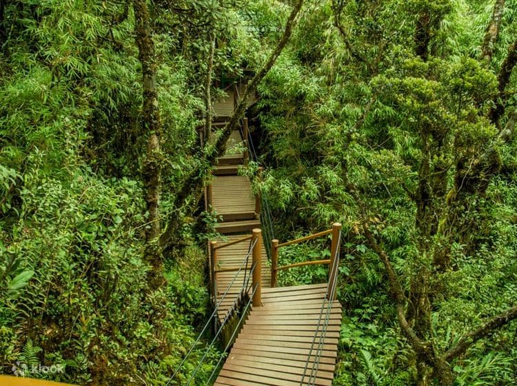 Mossy Forest Boardwalk - Image 1