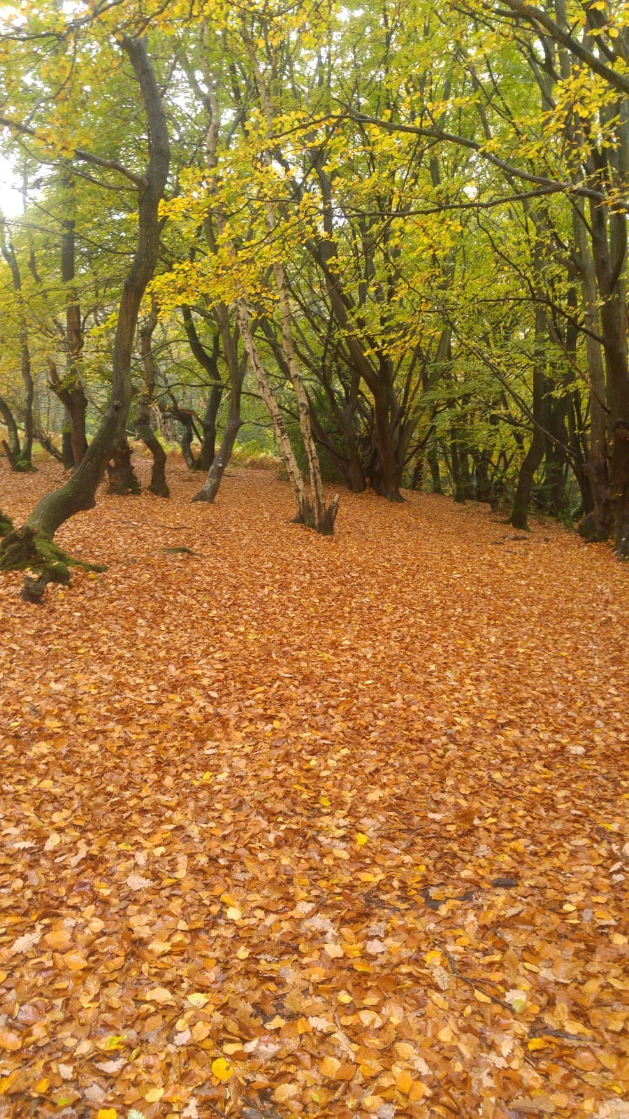 High Woods Local Nature Reserve - Image 1