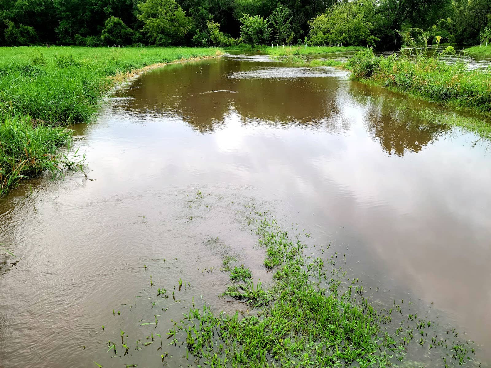 The Majestic 200-Year-Old Tree