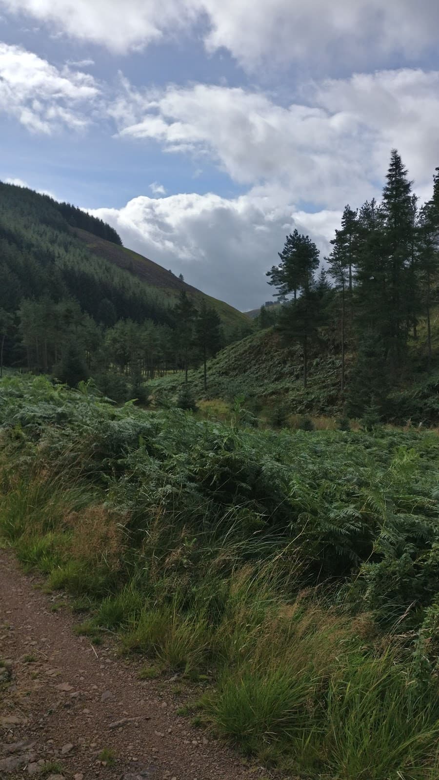 Kidland Forest - Image 1