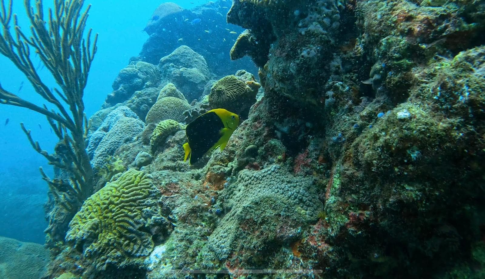 Taganga Diving - Image 1