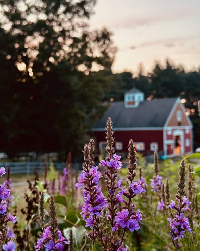Hands-On Farm School Experience