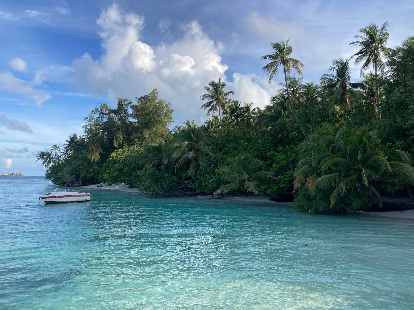 Lush Island Vegetation