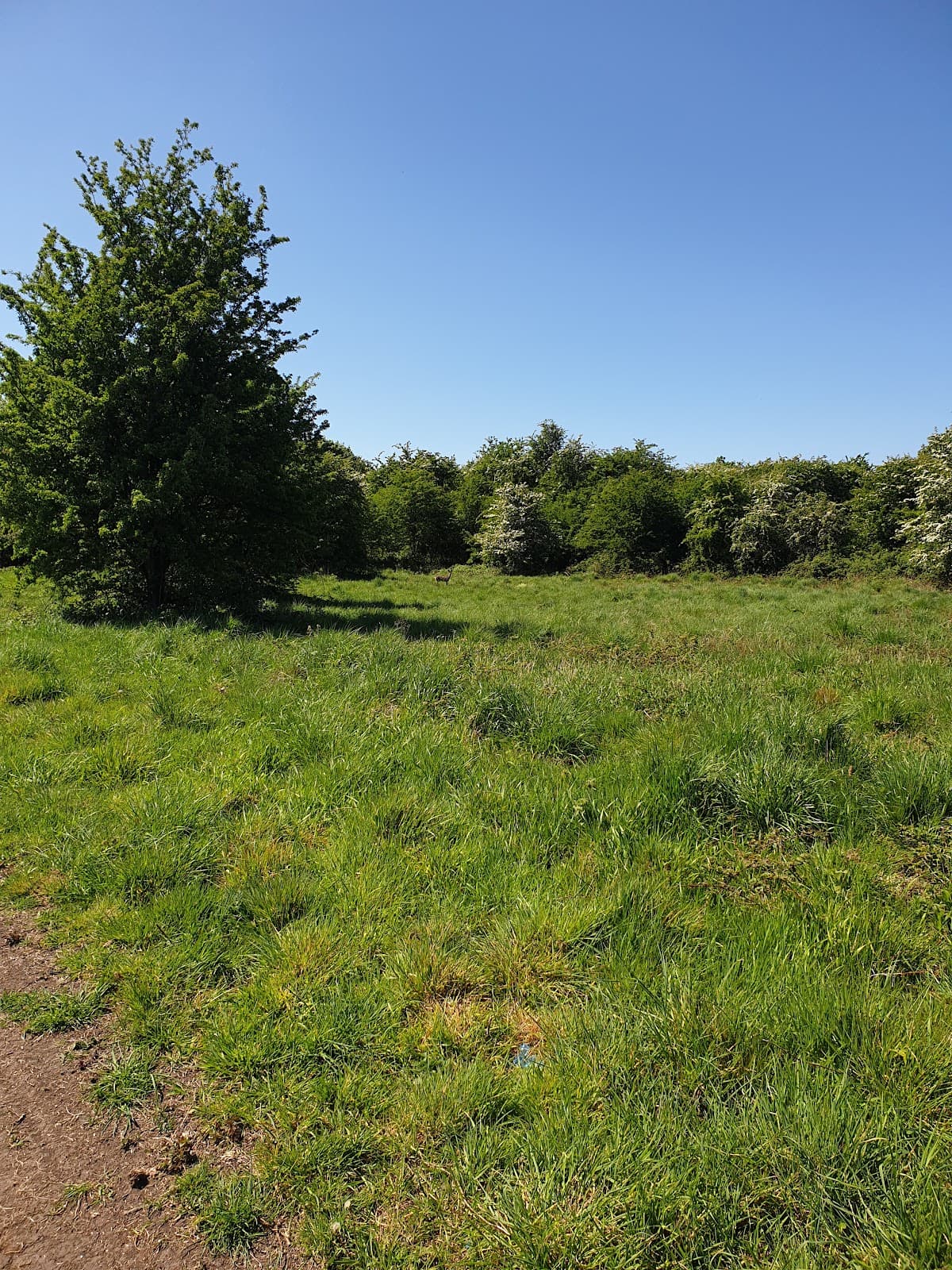 Freeman's Wood - Image 1