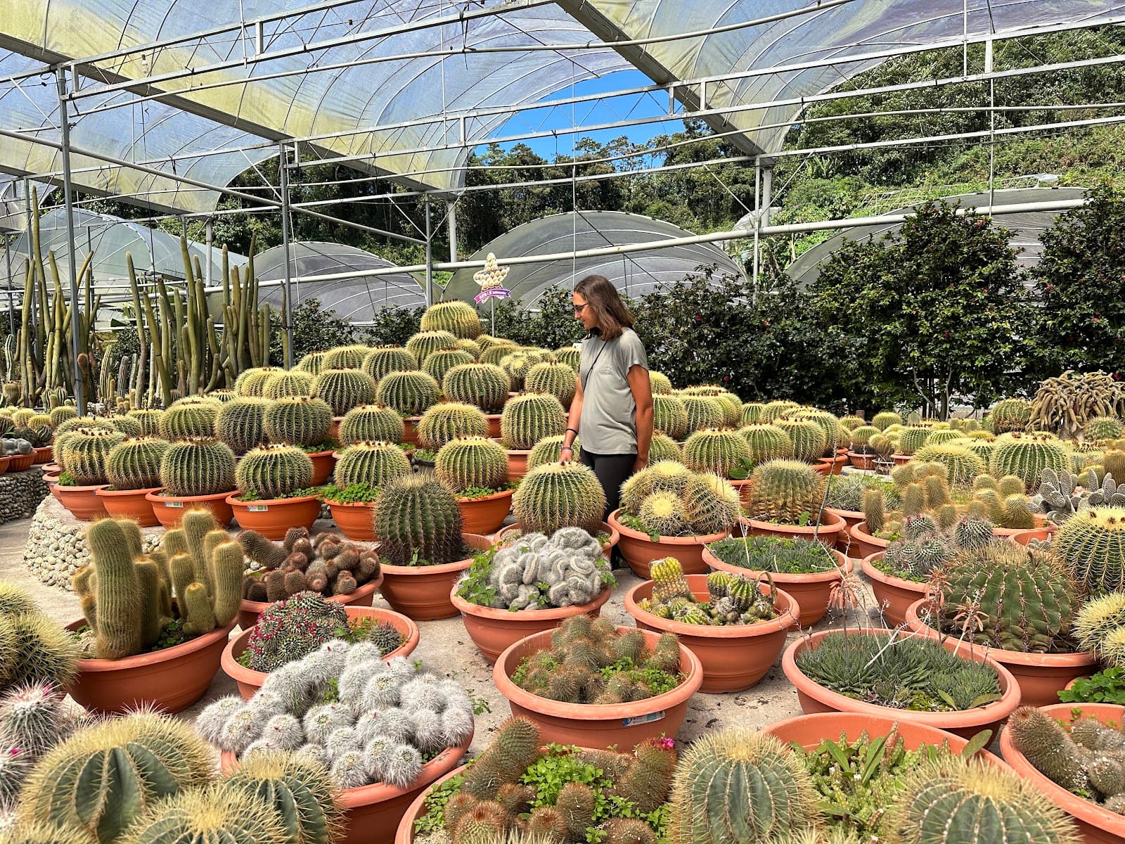 Cactus Valley - Image 1