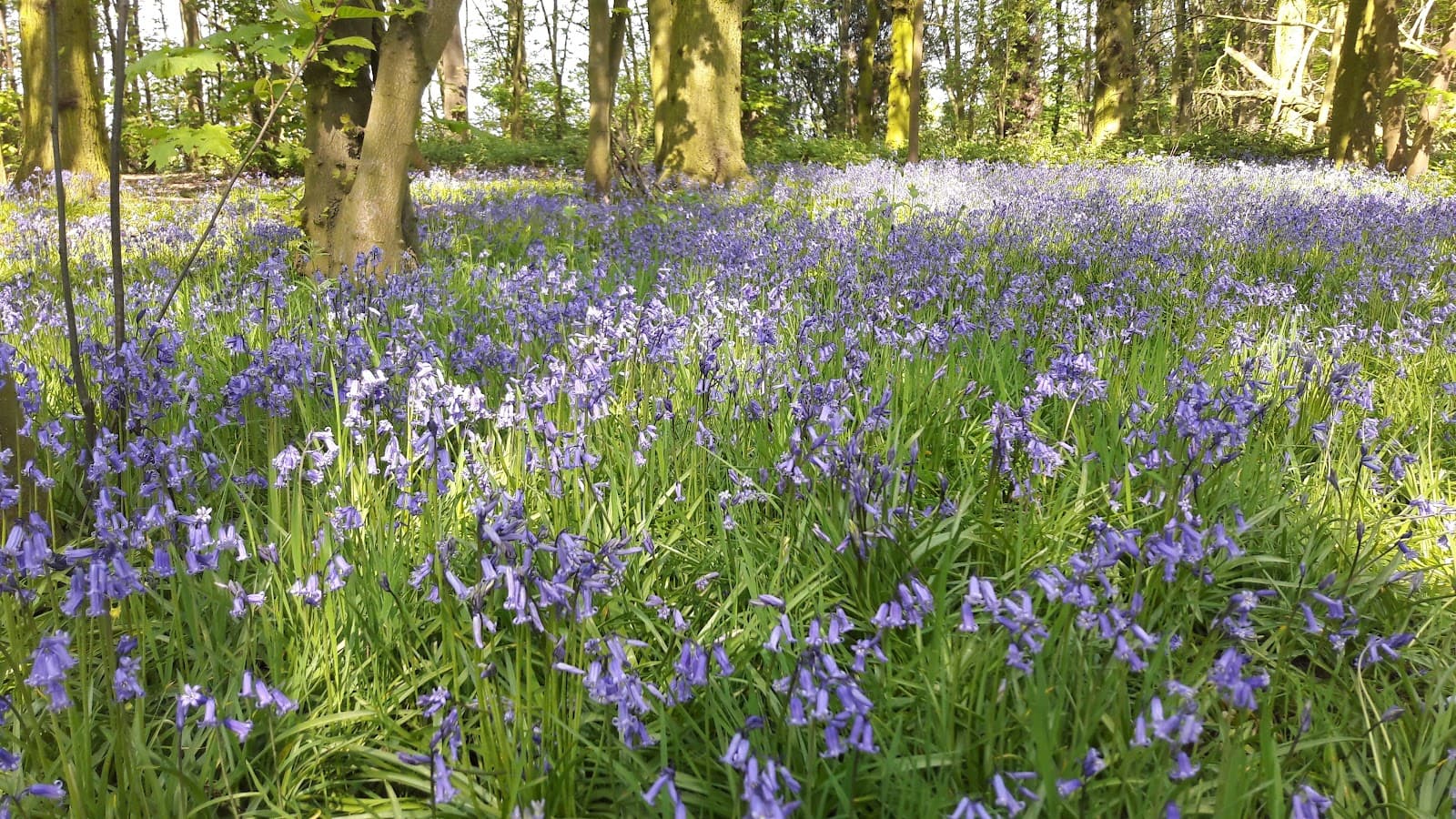 Leomansley Wood - Image 1