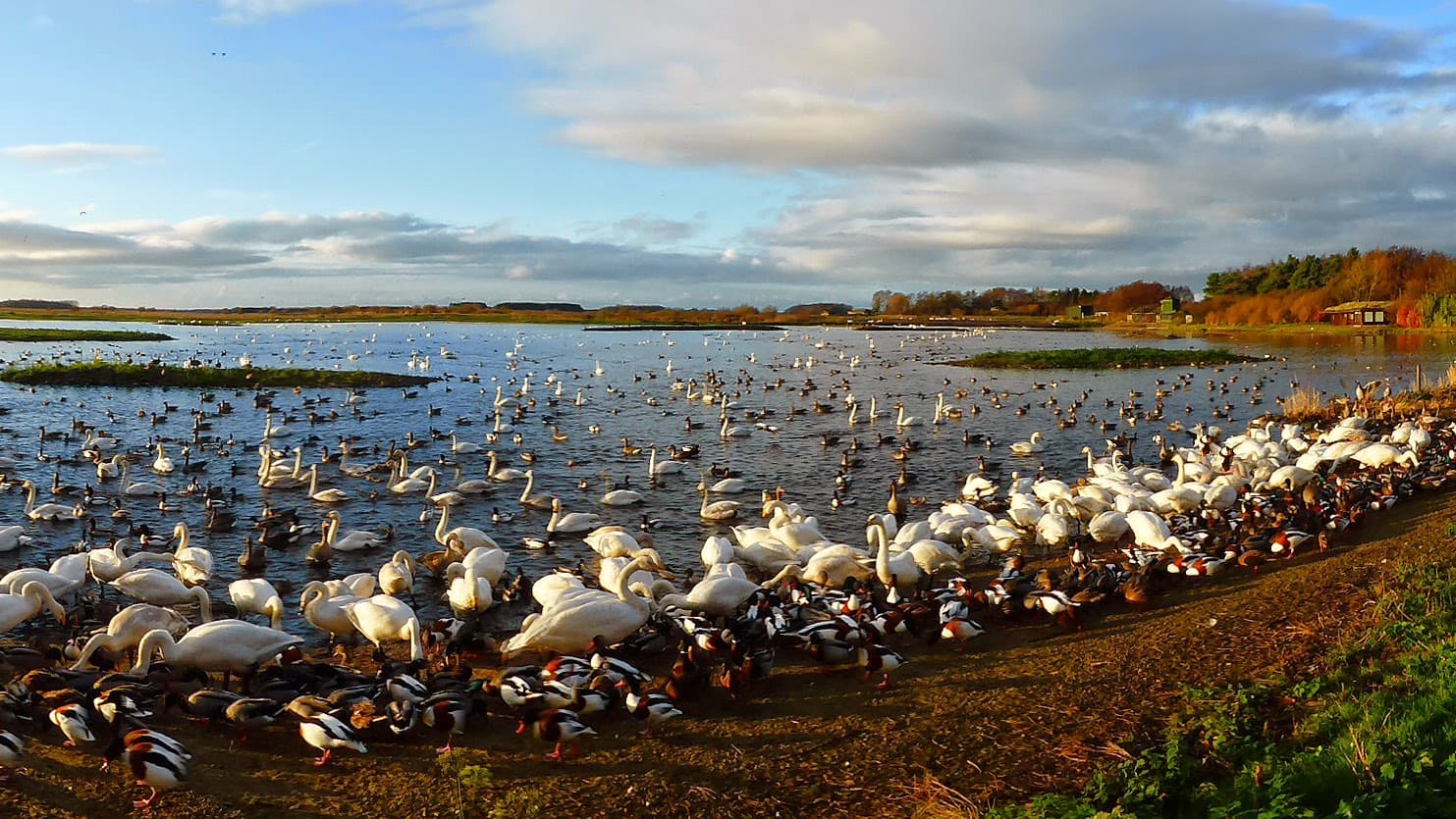Martin Mere Wetland Centre - Image 1