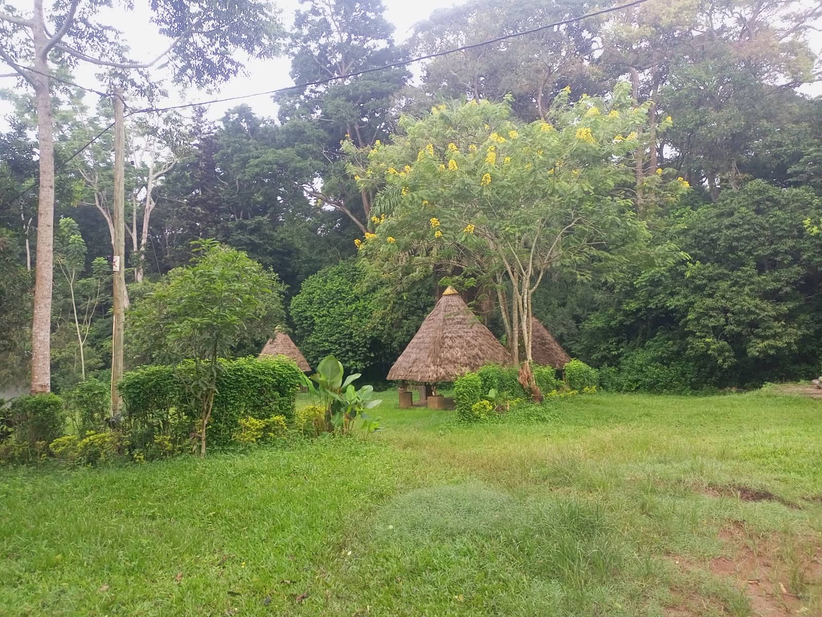 Tropical Rainforest Trails