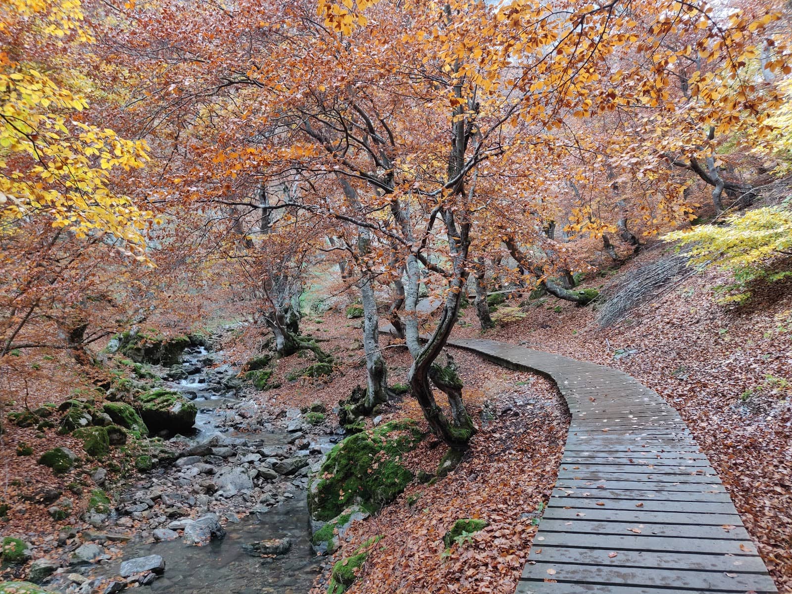 Enchanting River Path