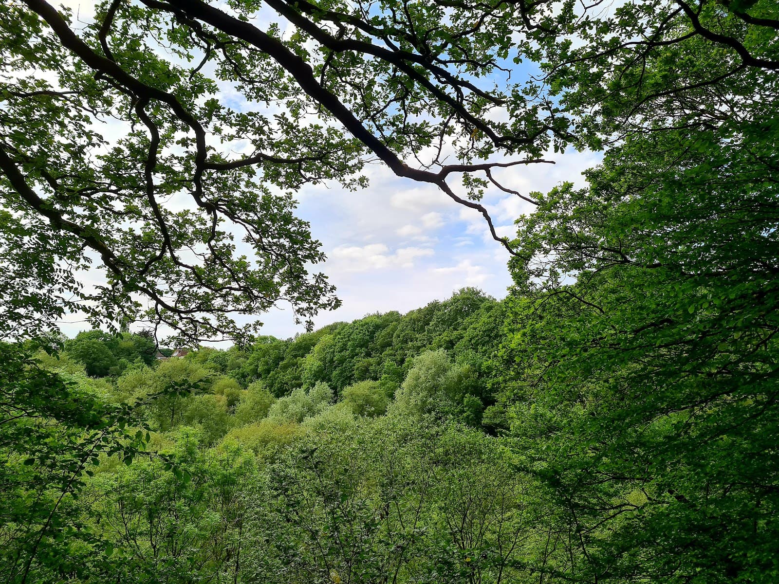 Dibbinsdale Local Nature Reserve - Image 1