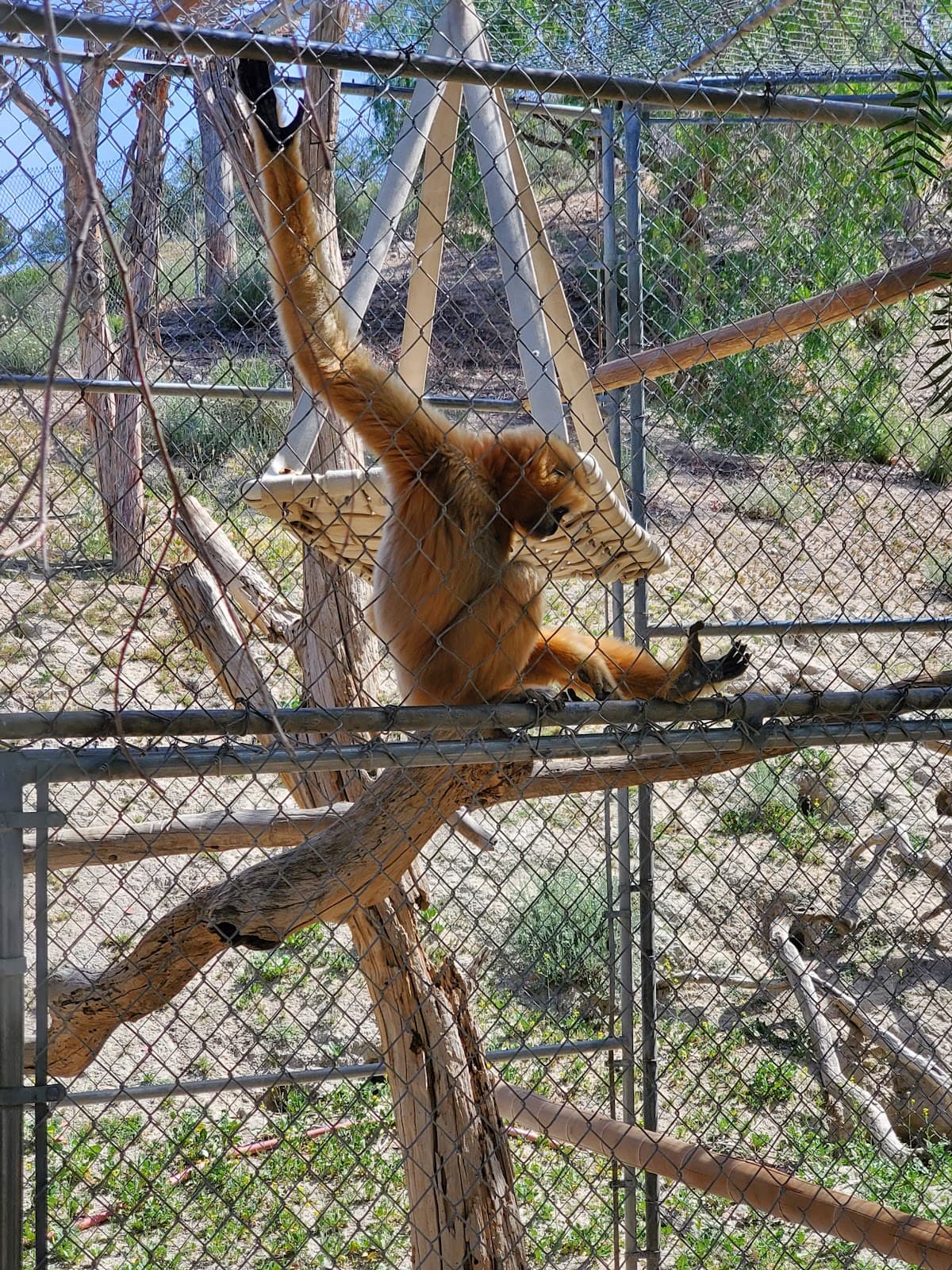 Gibbon Conservation Center - Image 1