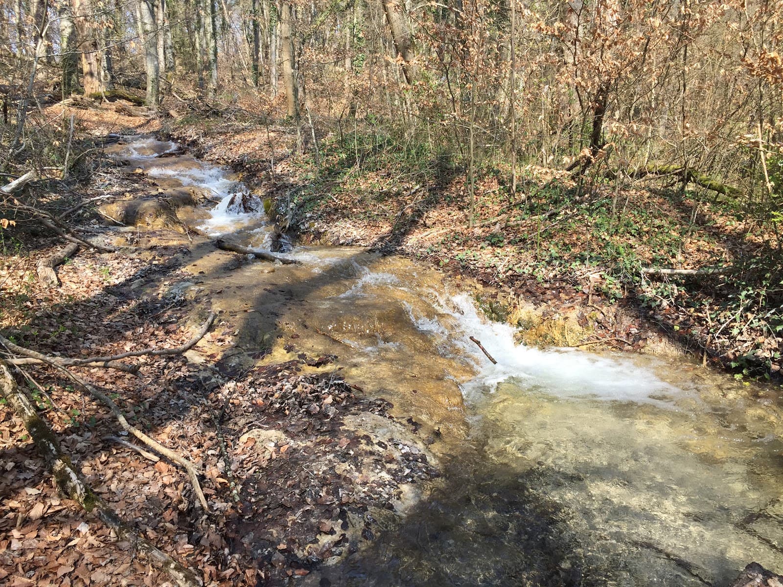 Bois de Chênes de Genolier - Image 1
