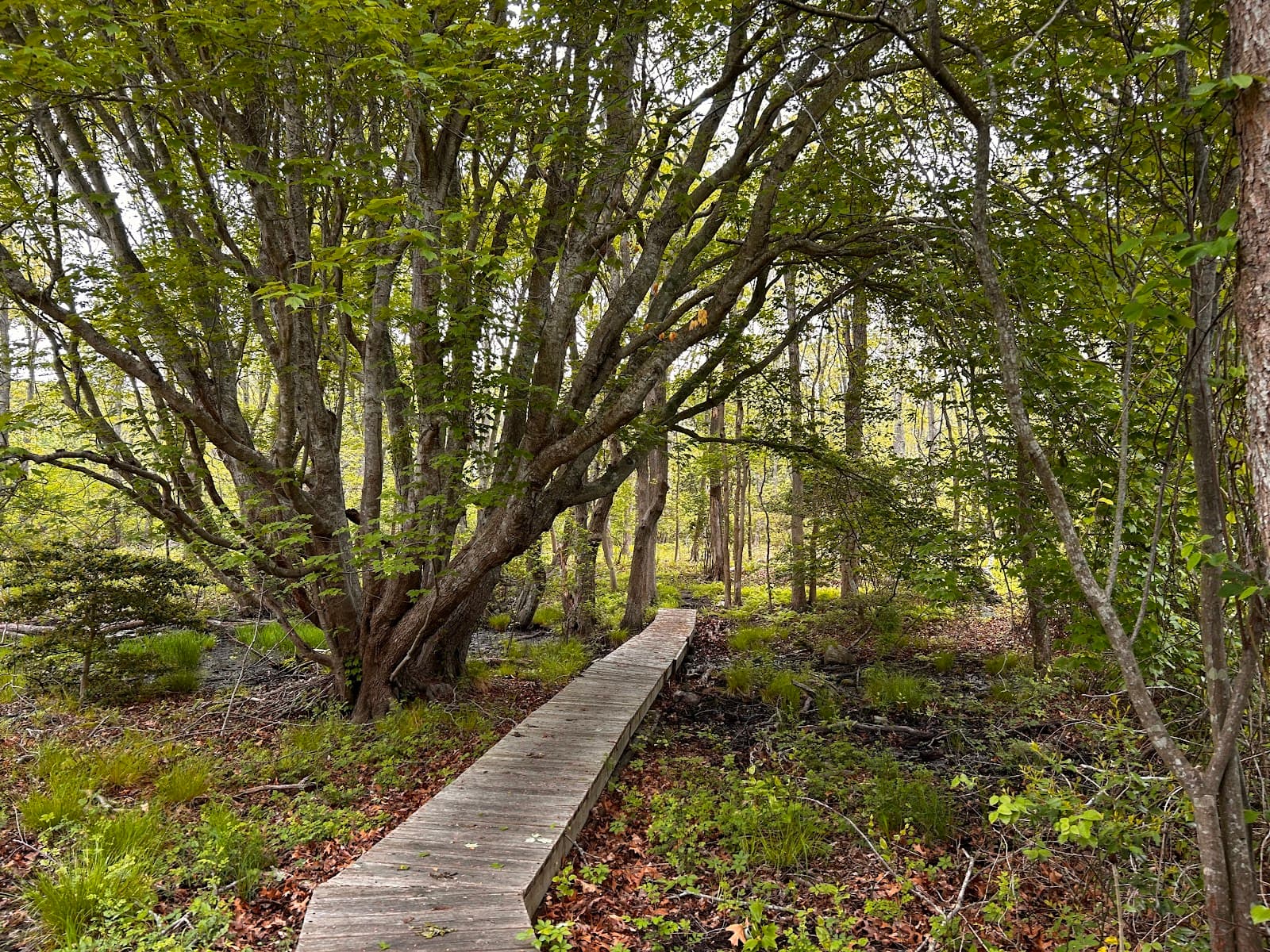 Big Reed Pond - Image 1