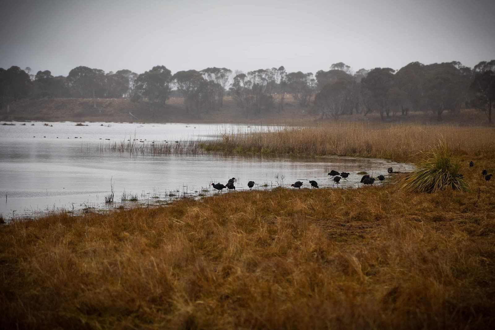 Little Llangothlin Nature Reserve - Image 1