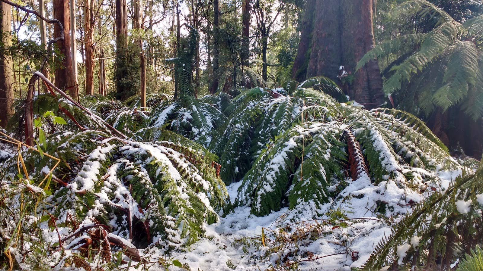 Vibrant Fern Gullies