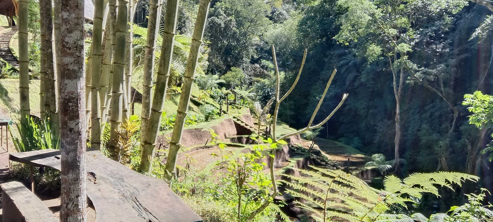 Taro Village - Image 1
