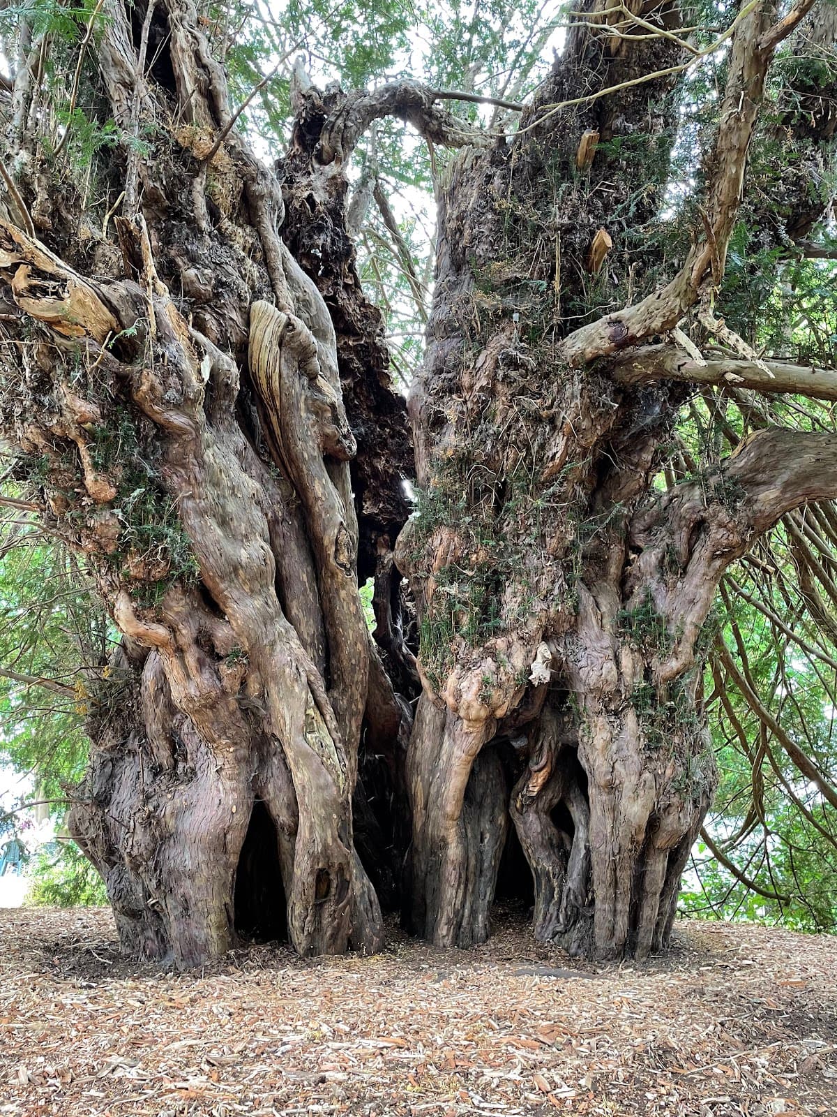 Ankerwycke Yew - Image 1