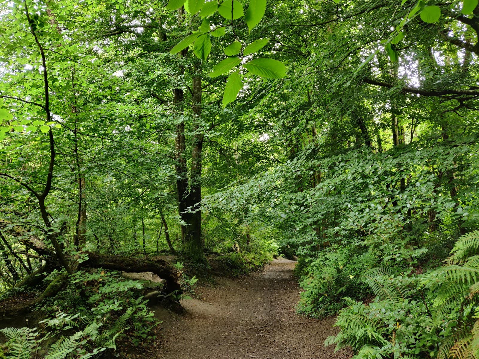Knocksink Wood Nature Reserve - Image 1