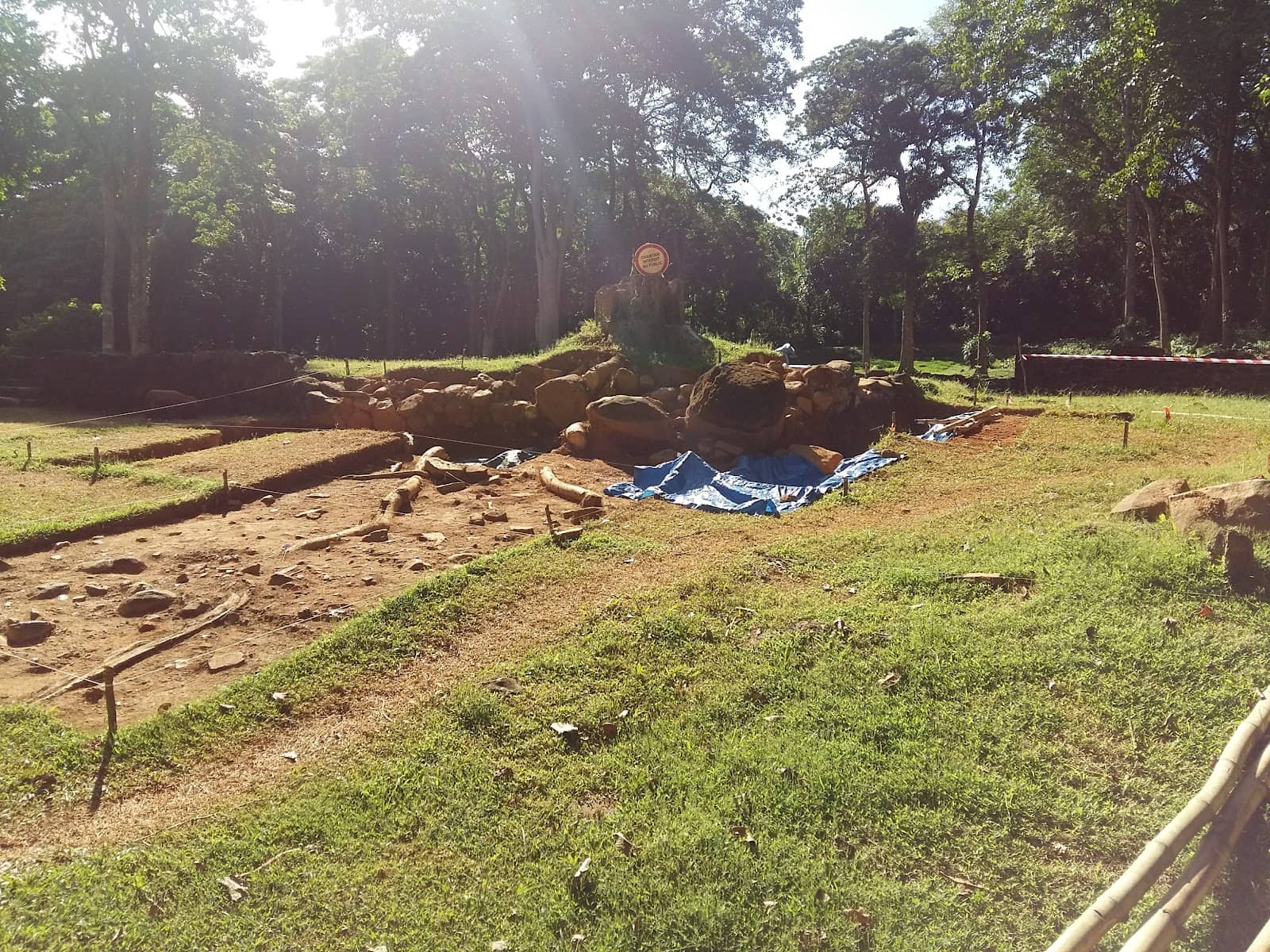 Shaded Forest Trails