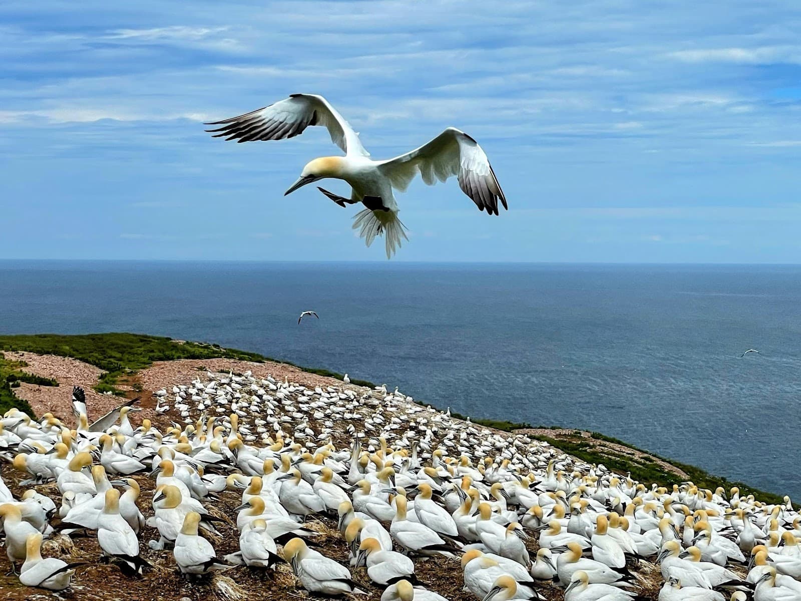 Bonaventure Island (Gannet Colony) - Image 1