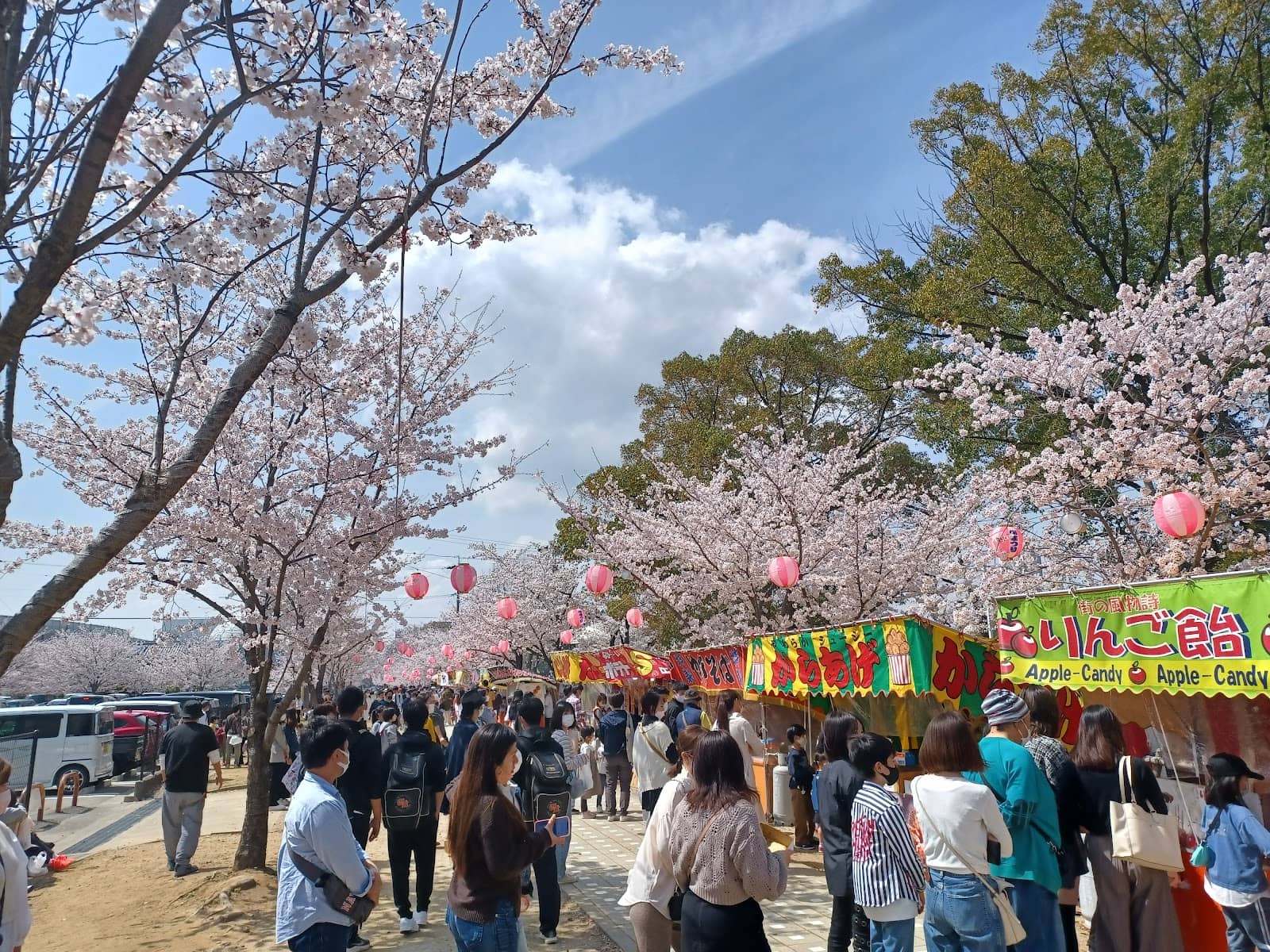 Illuminated Cherry Blossoms