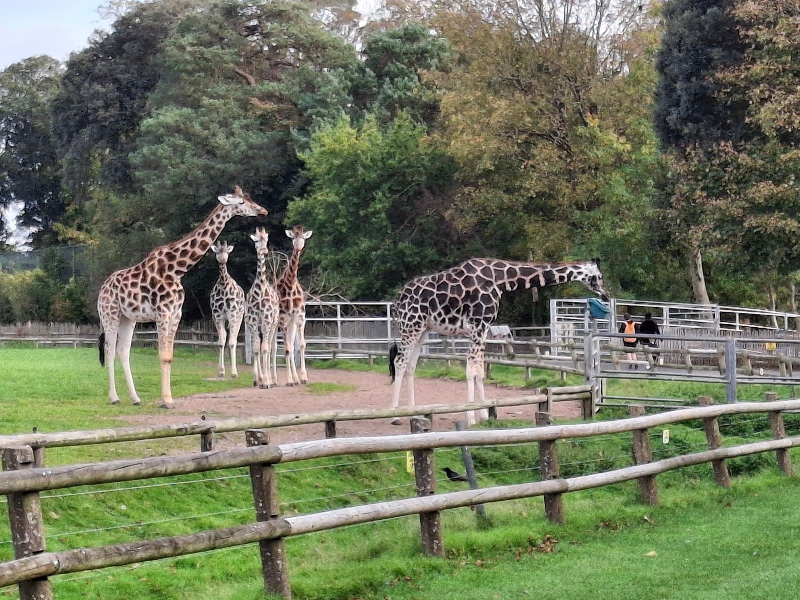 Fota Wildlife Park - Image 1