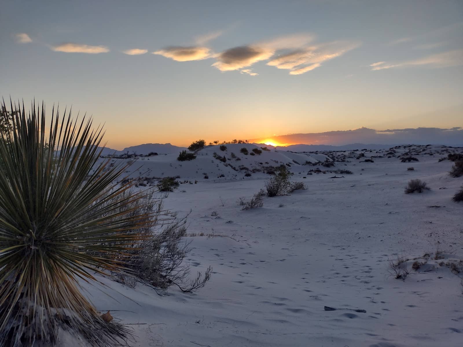 Unique Desert Flora