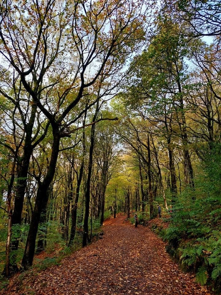 Roddlesworth Reservoirs & Woods - Image 1