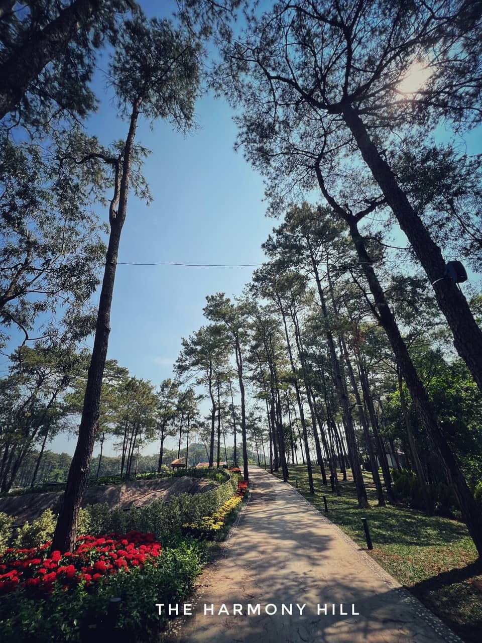 Scenic Pine Hill Views