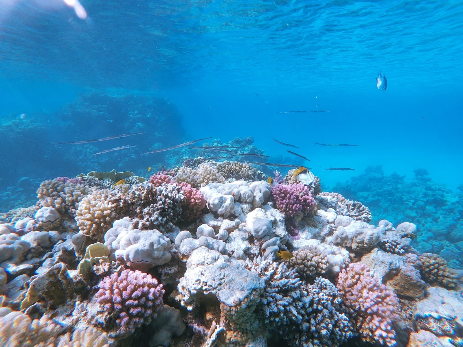 Temple Dive Site - Image 1