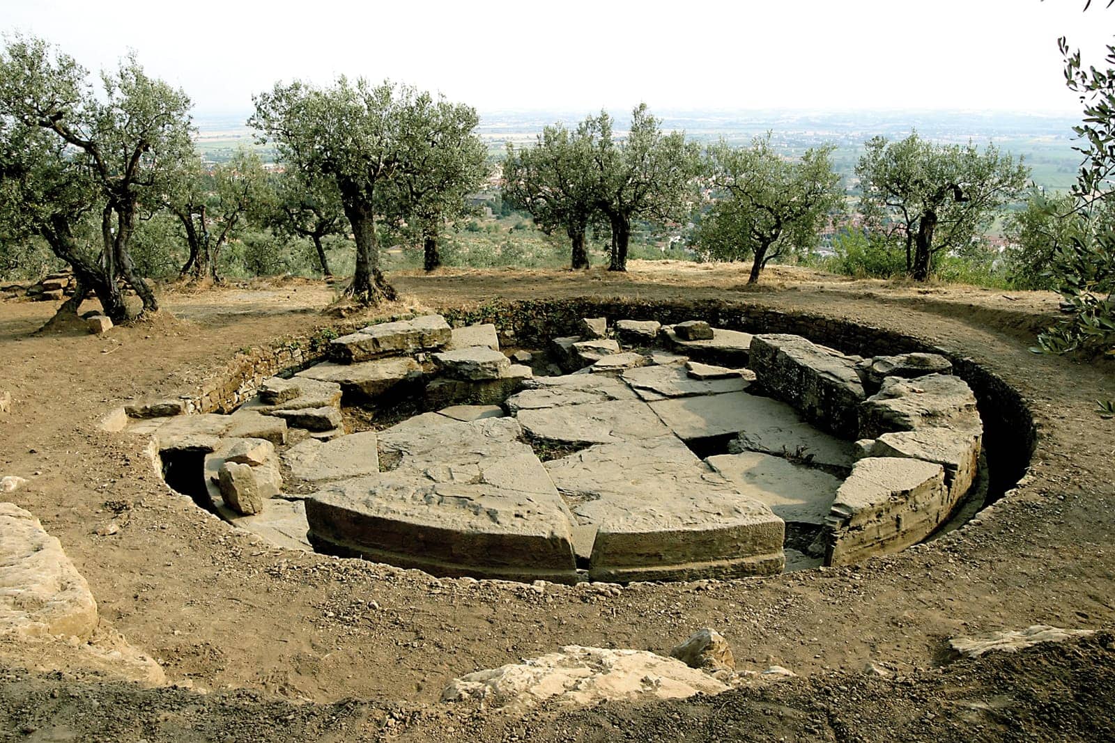 Olive Grove Ambiance