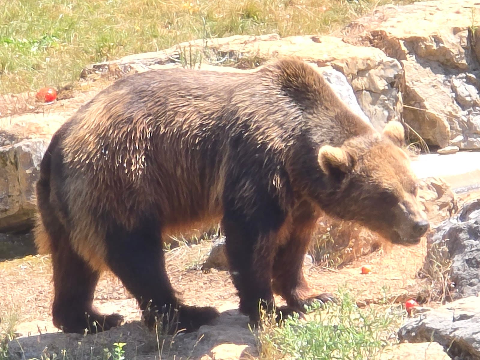 Parc Animalier de Gramat - Image 1