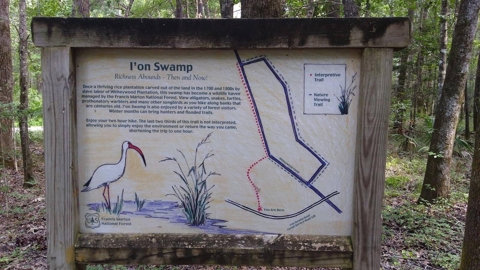 I'On Swamp Interpretive Trail - Image 1
