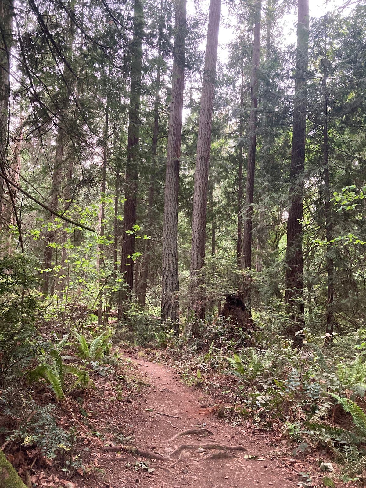 Grand Forest North - Image 1