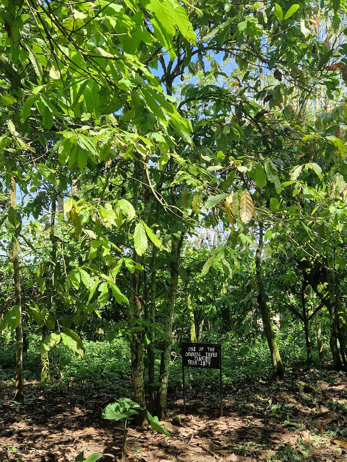 Model Cocoa Farm